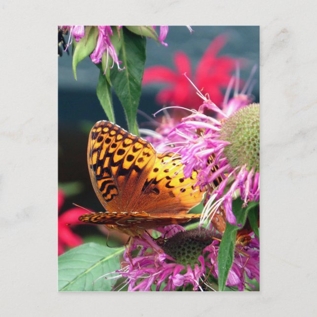 USA - Indiana - Brown County State Park Postcard (Front)