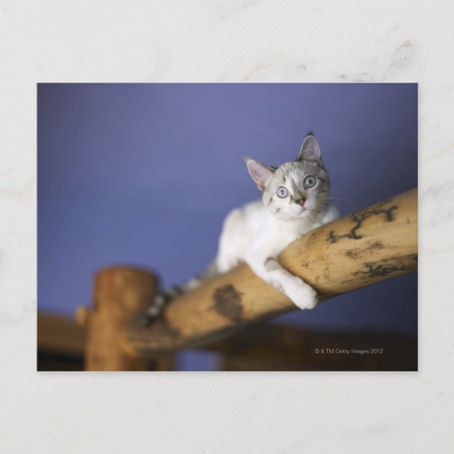 USA, Iowa, Portrait of young kitten Postcard (Front)