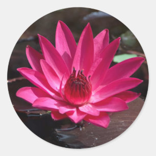 USA, Kansas, Bright Red Water Lilly Classic Round Sticker