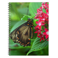 USA, Kansas, Butterfly On Red Flowers Note Book