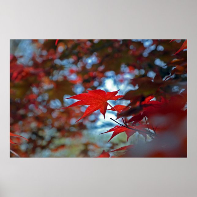 USA, Kansas. Fall Colors Poster (Front)