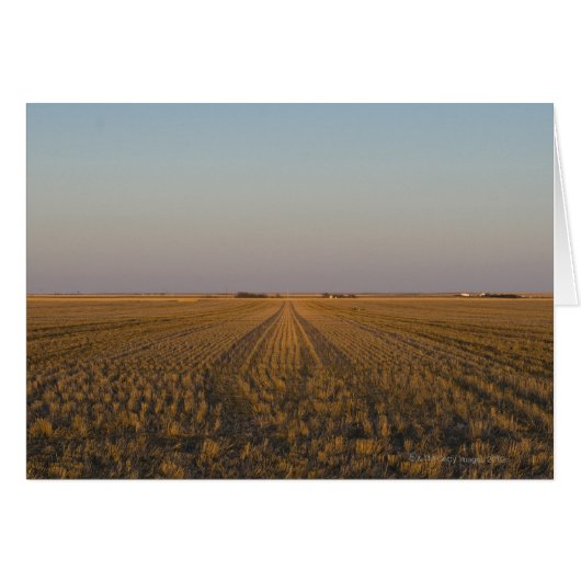 USA, Kansas, field Cards (Front Horizontal)