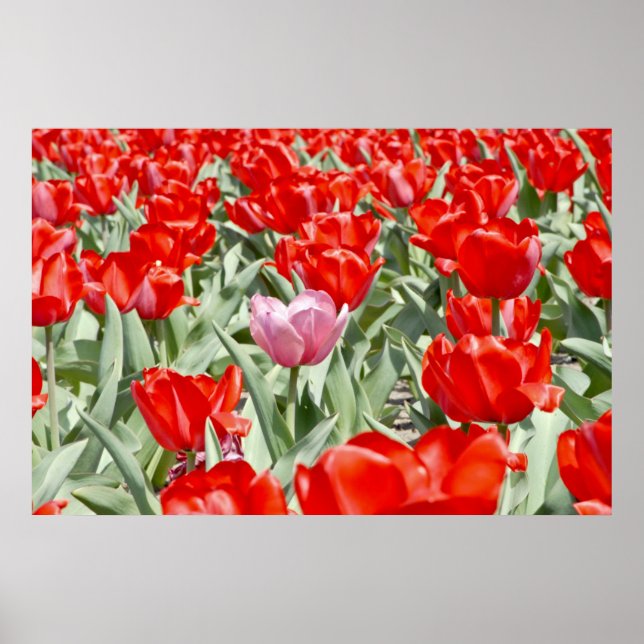 USA, Kansas. Field Of Tulips Poster (Front)