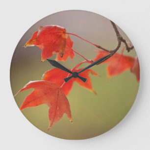 USA, Kansas, Red Leaves In Early Fall Large Clock