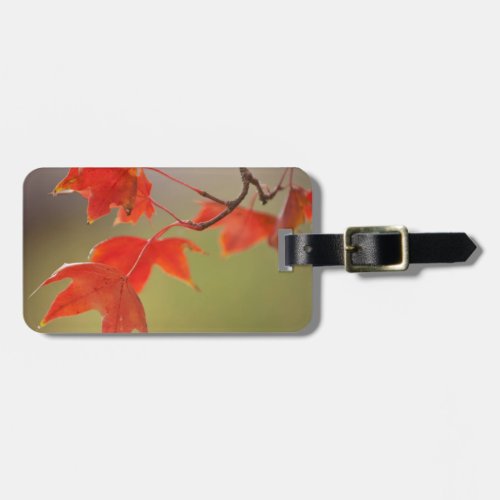 USA Kansas Red Leaves In Early Fall Luggage Tag