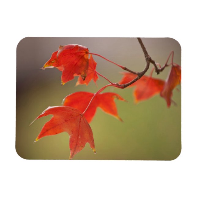 USA, Kansas, Red Leaves In Early Fall Magnet (Horizontal)