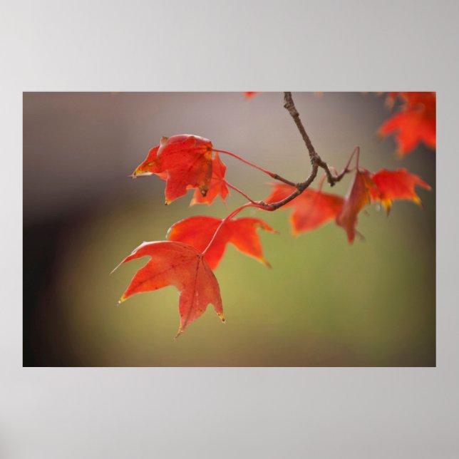 USA, Kansas, Red Leaves In Early Fall Poster (Front)