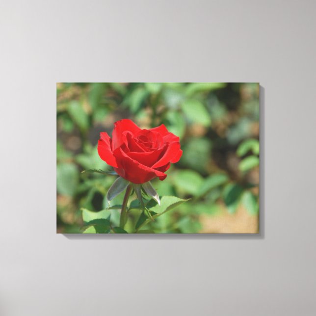 USA, Kansas, Red Rose Canvas Print (Front)