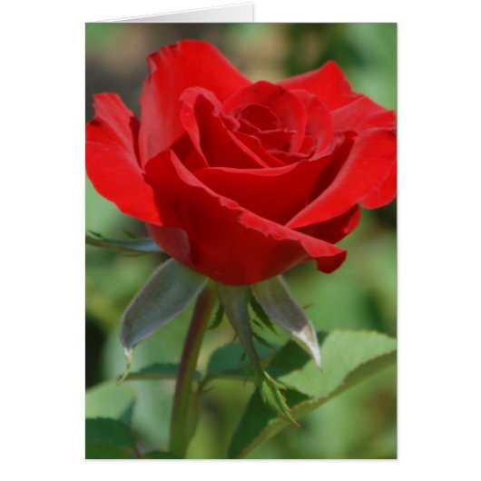 USA, Kansas, Red Rose Cards (Front)