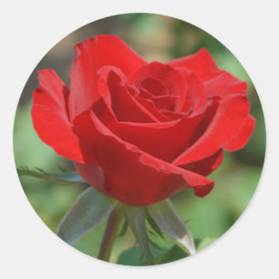 USA, Kansas, Red Rose Classic Round Sticker