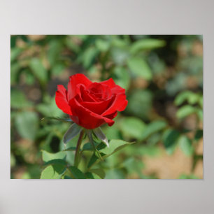 USA, Kansas, Red Rose Poster