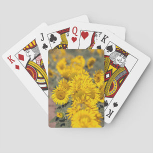 USA, Kansas. Sunflowers (Helianthus Annuus) Poker Cards