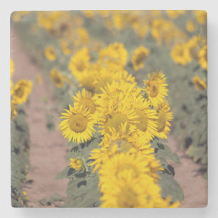 USA, Kansas. Sunflowers (Helianthus Annuus) Stone Coaster