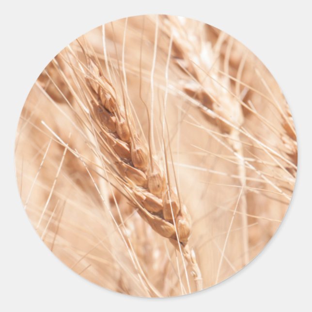 USA, Kansas, Wheat At Harvest Time Classic Round Sticker (Front)
