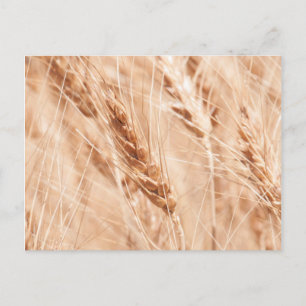 USA, Kansas, Wheat At Harvest Time Postcard