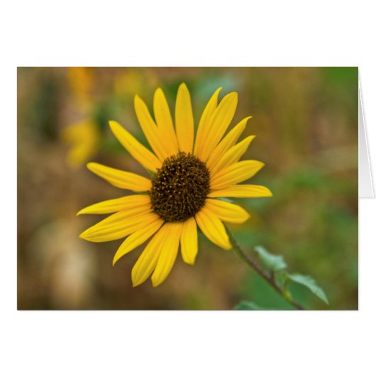 USA, Kansas. Wild Sunflower Cards (Front Horizontal)