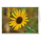USA, Kansas. Wild Sunflower