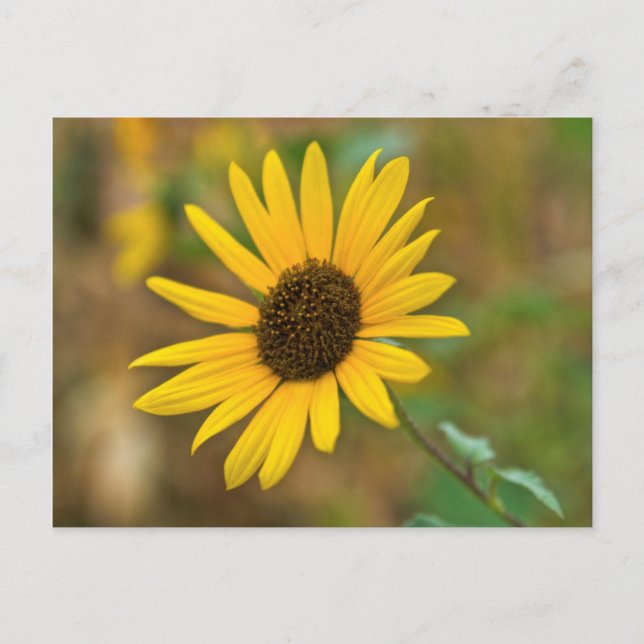 USA, Kansas. Wild Sunflower Postcard (Front)