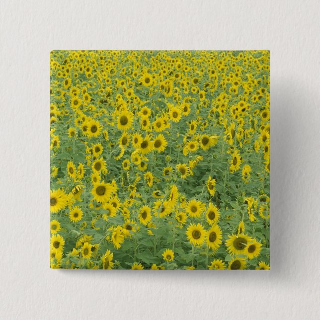 USA, Kentucky, Fayette County Pattern in field Button (Front)