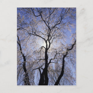 USA, Kentucky, Lexington. Backlit tree and Postcard