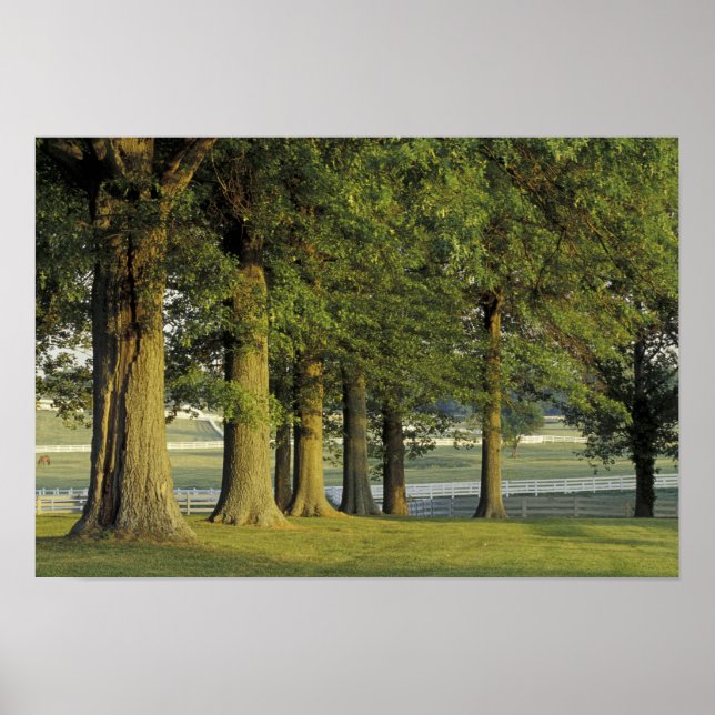 USA, Kentucky, Lexington. Row of trees and Poster (Front)