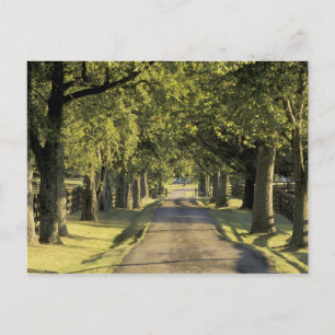 USA, Kentucky, Lexington. Tree-lined driveway, Postcard