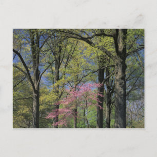 USA, Kentucky, Louisville. Eastern Redbud Postcard