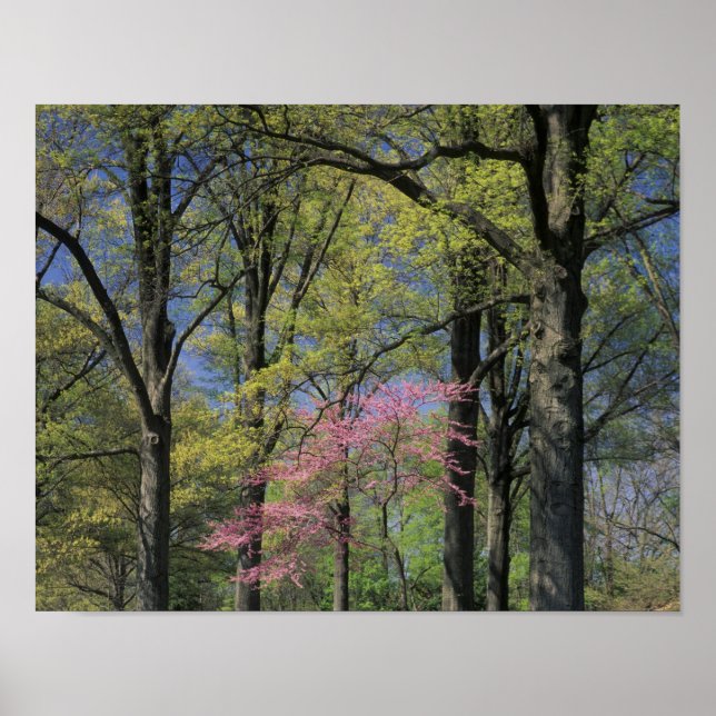 USA, Kentucky, Louisville. Eastern Redbud Poster (Front)