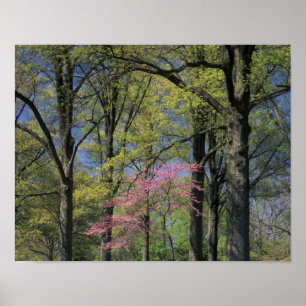 USA, Kentucky, Louisville. Eastern Redbud Poster