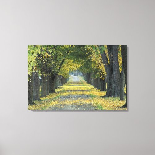 USA Kentucky Louisville Tree_lined road in Canvas Print