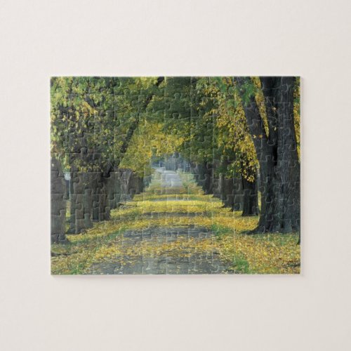 USA Kentucky Louisville Tree_lined road in Jigsaw Puzzle