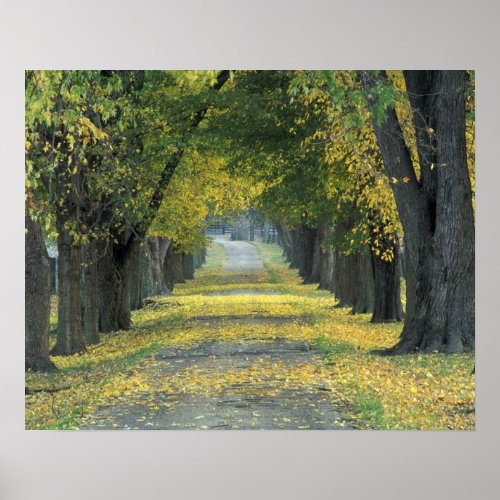 USA Kentucky Louisville Tree_lined road in Poster