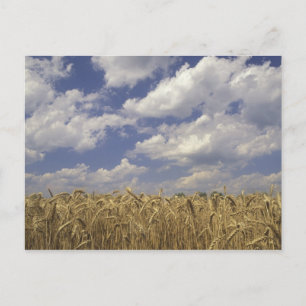 USA, Kentucky, Louisville. Wheat crop and Postcard