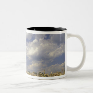 USA, Kentucky, Louisville. Wheat crop and Two-Tone Coffee Mug