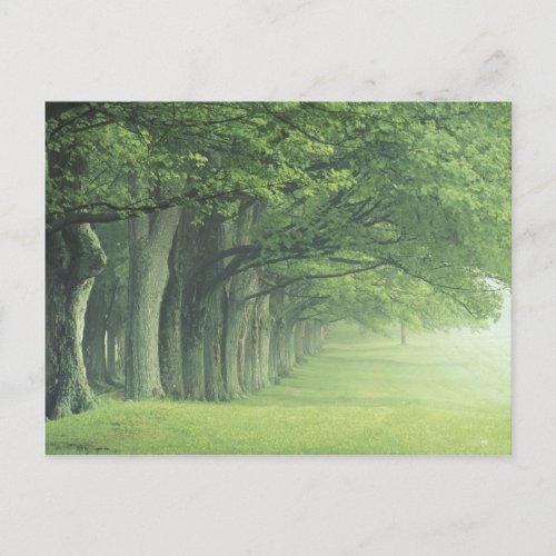 USA Kentucky Row of trees in spring Postcard