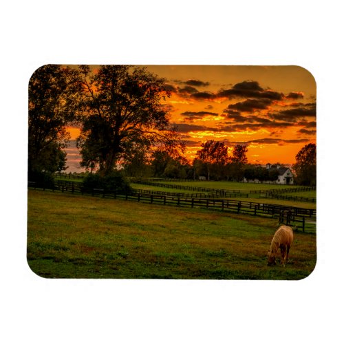 USA Lexington Kentucky Lone horse at sunset 1 Magnet