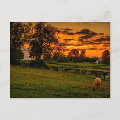 USA Lexington Kentucky Lone horse at sunset 1 Postcard