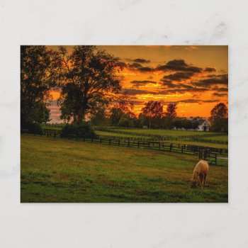 Usa  Lexington  Kentucky. Lone Horse At Sunset 1 Postcard by theworldofanimals at Zazzle