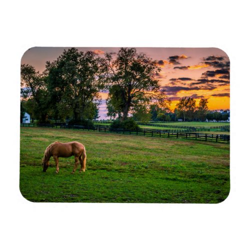 USA Lexington Kentucky Lone horse at sunset 2 Magnet