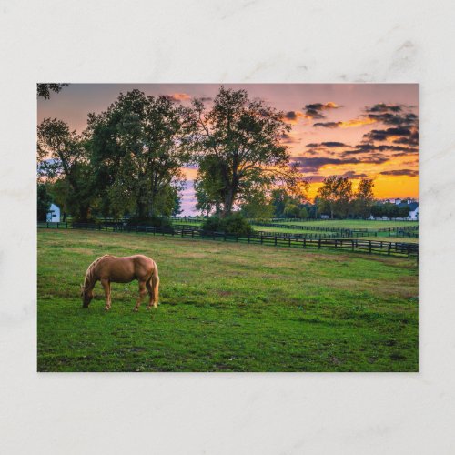 USA Lexington Kentucky Lone horse at sunset 2 Postcard