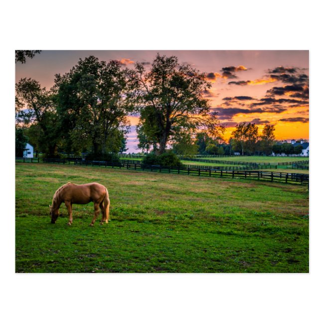 USA Lexington Kentucky. Lone horse at sunset 2 Postcard