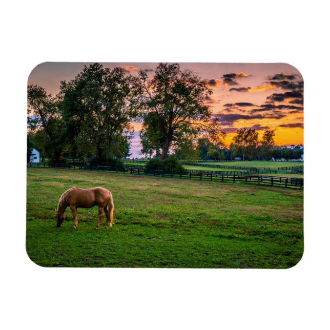 USA, Lexington, Kentucky. Lone horse at sunset Magnet (Horizontal)