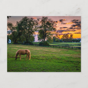 USA, Lexington, Kentucky. Lone horse at sunset Postcard