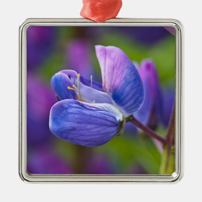 USA, Maine, Acadia National Park. Close-up of Metal Ornament (Front)