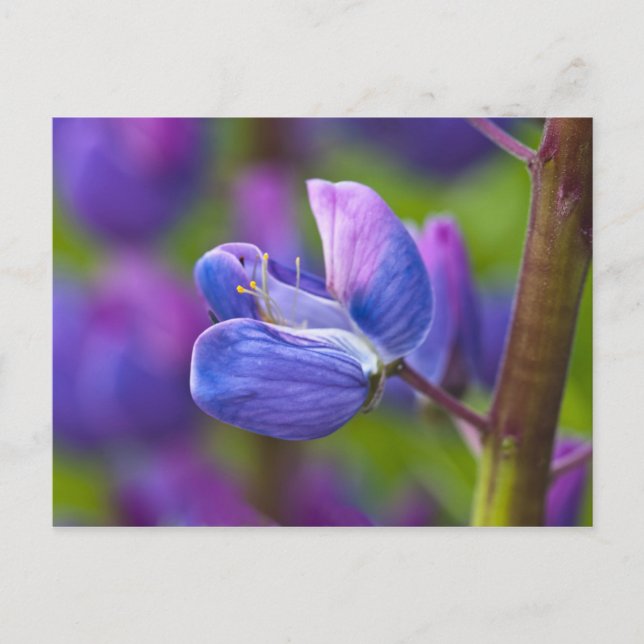 USA, Maine, Acadia National Park. Close-up of Postcard (Front)