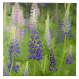USA, Maine, Acadia National Park. Field of Ceramic Tile