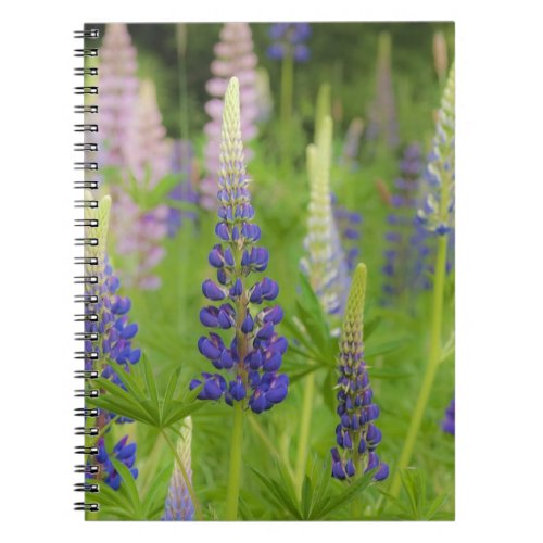 USA Maine Acadia National Park Field of Notebook