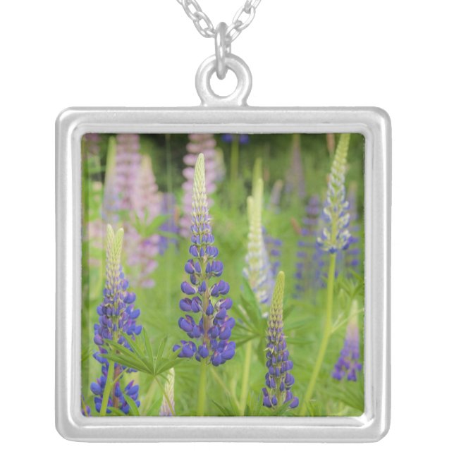 USA, Maine, Acadia National Park. Field of Silver Plated Necklace (Front)