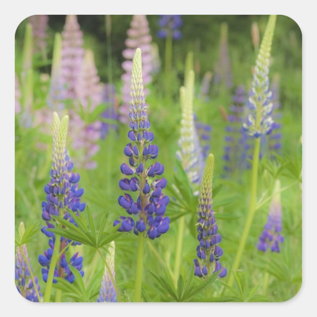 USA, Maine, Acadia National Park. Field of Square Sticker (Front)