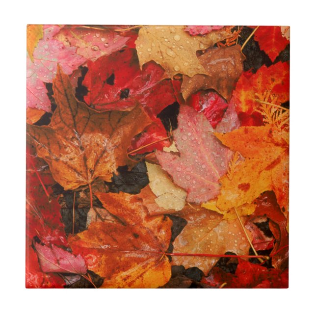 USA, Maine. Autumn maple leaves Ceramic Tile (Front)